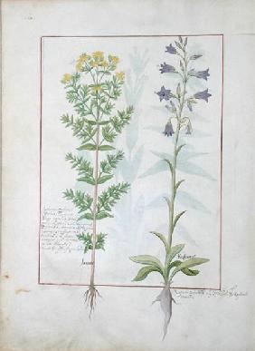 Two flowering plants from 'The Book of Simple Medicines' by Mattheaus Platearius (d.c.1161)
