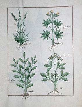 Ms Fr. Fv VI #1 fol. 126r Top row: Lolni and Geranium. Bottom row: Daphnoides and Parsley, illustrat