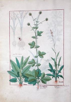 Sorrel and Gariofilata (Benedicta Wood) illustration from 'The Book of Simple Medicines' by Mattheau
