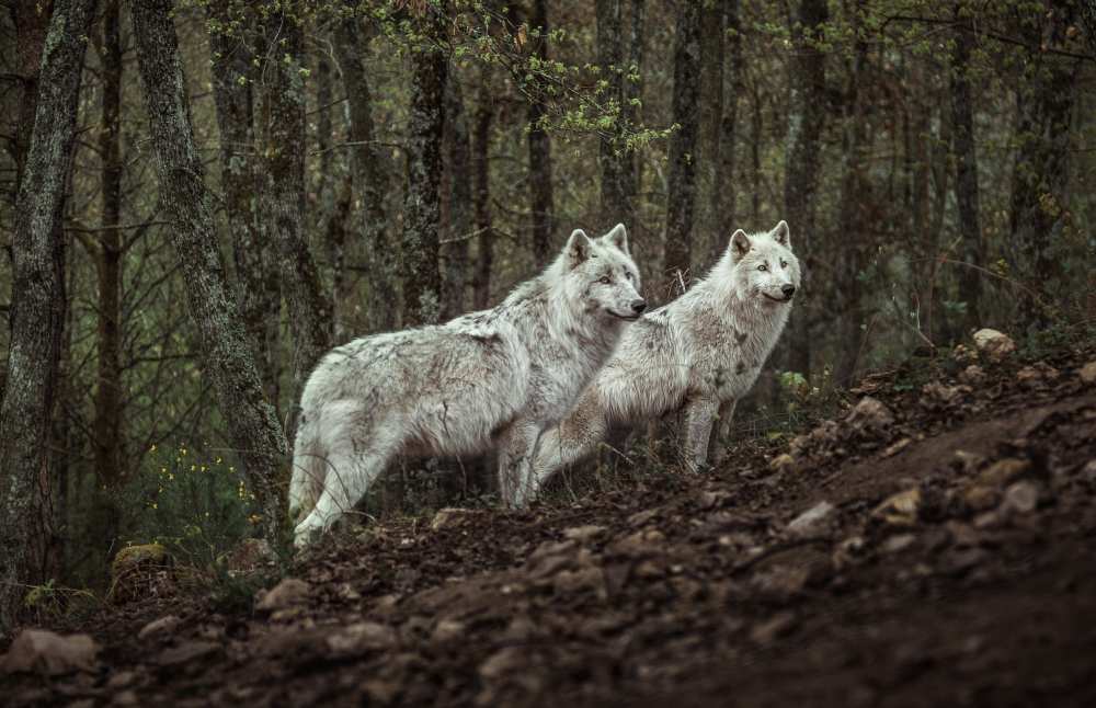 Meeting with white Wolves from Ronan Siri
