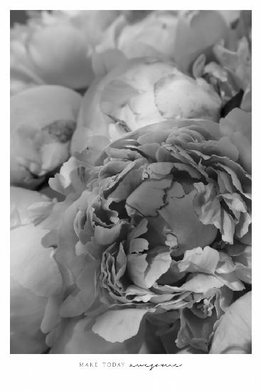 Make today awesome peonies BW