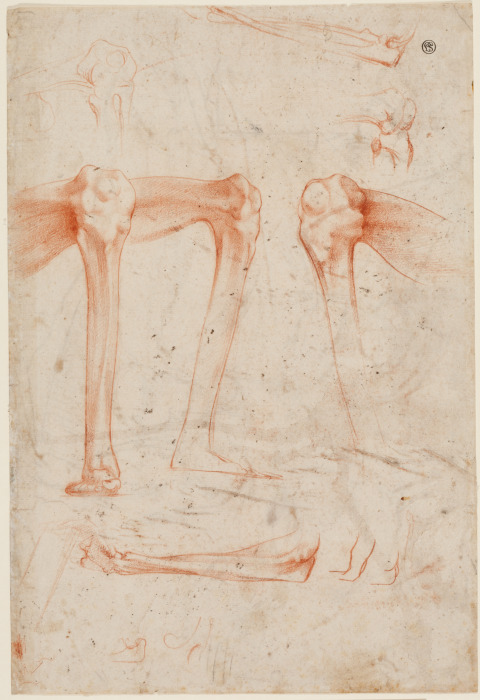 Studies of legs, knees and arms from Rosso Fiorentino