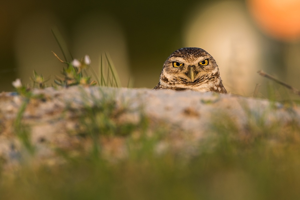 Burrowing Owl (Athene cunicularia) from Rostislav Kralik