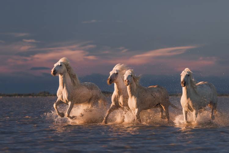 Angels of Camargue from Rostov
