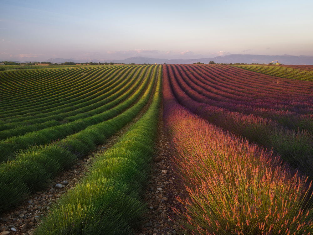 Field of lavender from Rostovskiy Anton