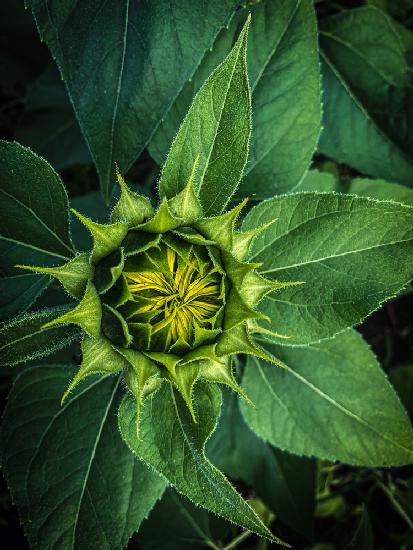 Sunflower ready to bloom