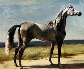 Thoroughbred horse in a landscape.