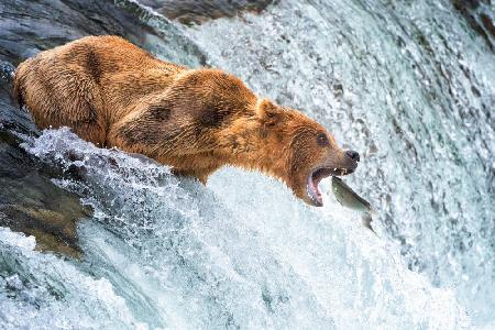 Grizzly Bears Salmon Spectacle