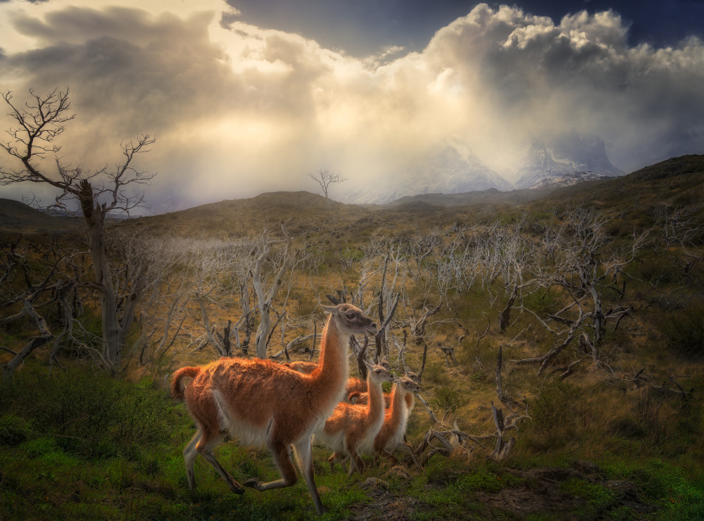 Environmental Portrait of Guanacos from Ruiqing P.