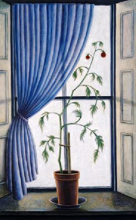 Plant in Window, 2003 (oil on canvas) 