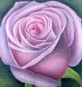 Big Rose, 2003 (oil on canvas) 
