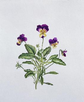 Viola Tricolor, 1999 (w/c on paper) 