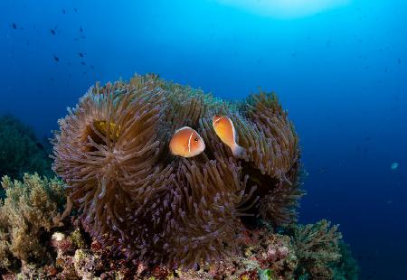 anemone with silverback clownfish