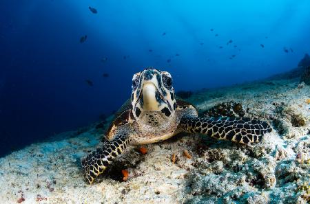 Sea turtle Looking at you