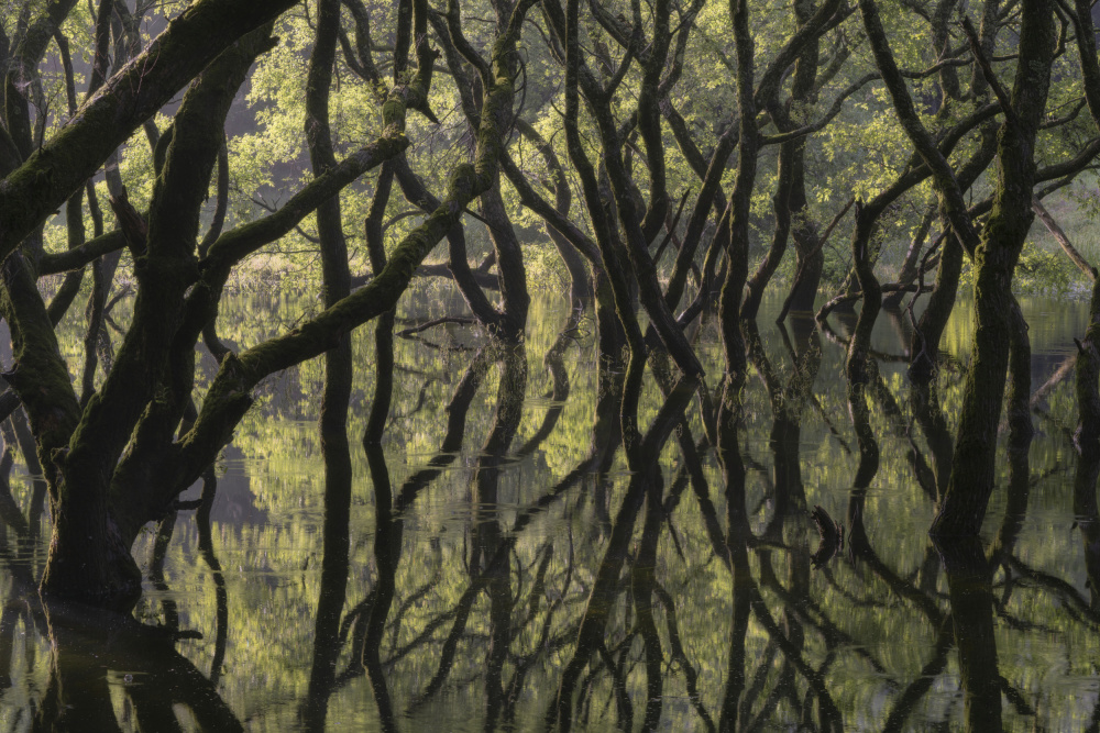 Sunken Forest from Ryohei Irie