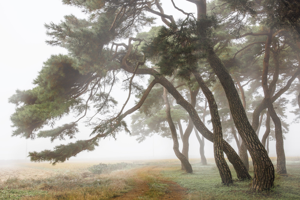 Pine Grove in Fog-2 from Ryu Shin Woo