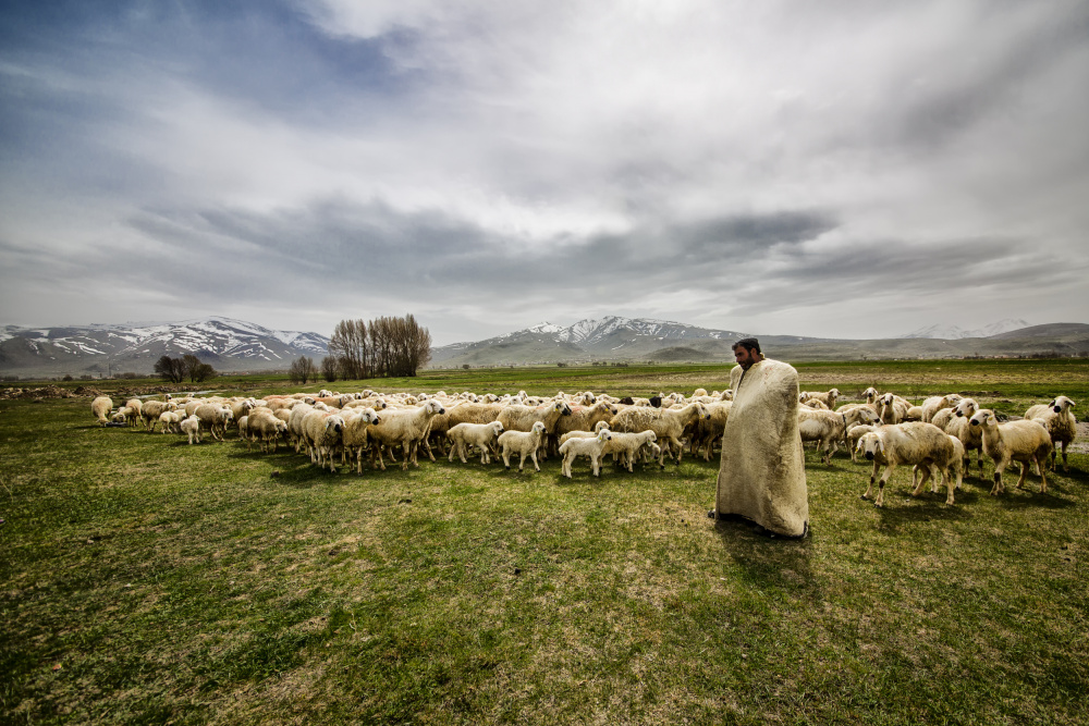 shepherd from S. Aktrk
