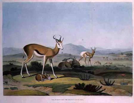 The Spring-Bok or Leaping Antelope, plate 18 from 'African Scenery and Animals', engraved by the art from Samuel Daniell