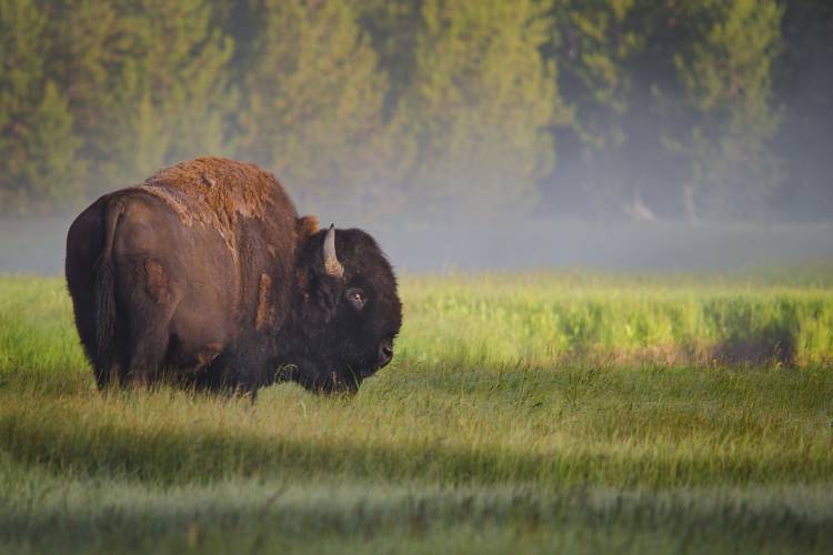 Bison in Morning Light from Sandipan Biswas