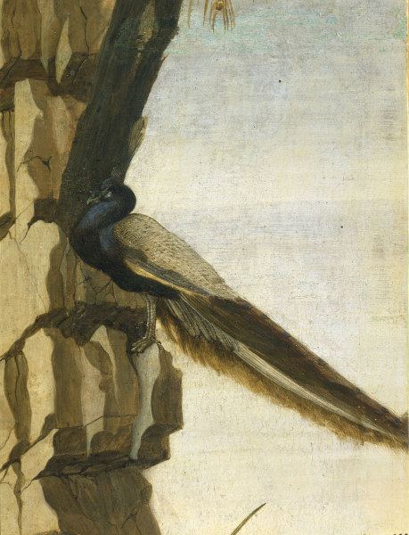 S.Botticelli, Peacock from Sandro Botticelli