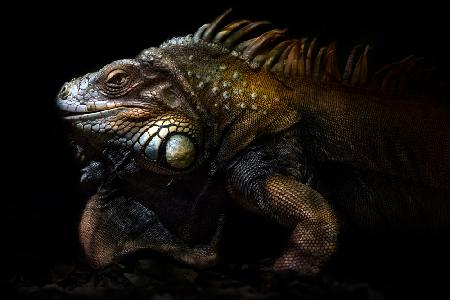 Iguana portrait: Lost in the evolution