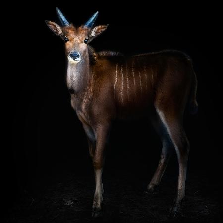 Young common eland portrait