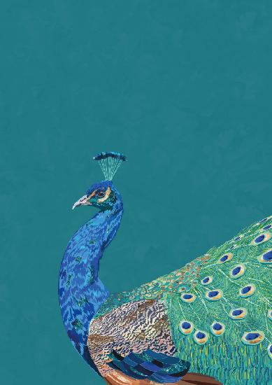 Turquoise peacock