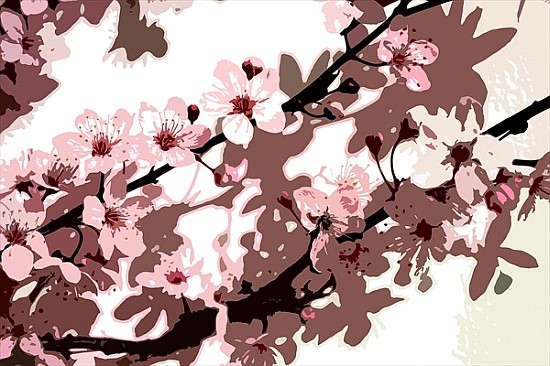Japanese Blossom (colour photo)  from Sarah  O'Toole
