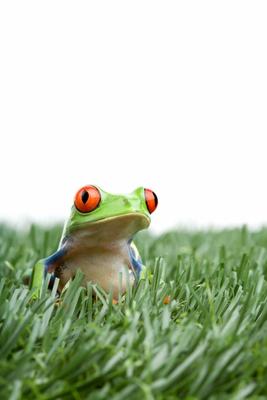 red-eyed tree frog in grass from Sascha Burkard
