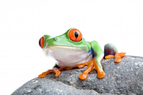 frog on a rock from Sascha Burkard