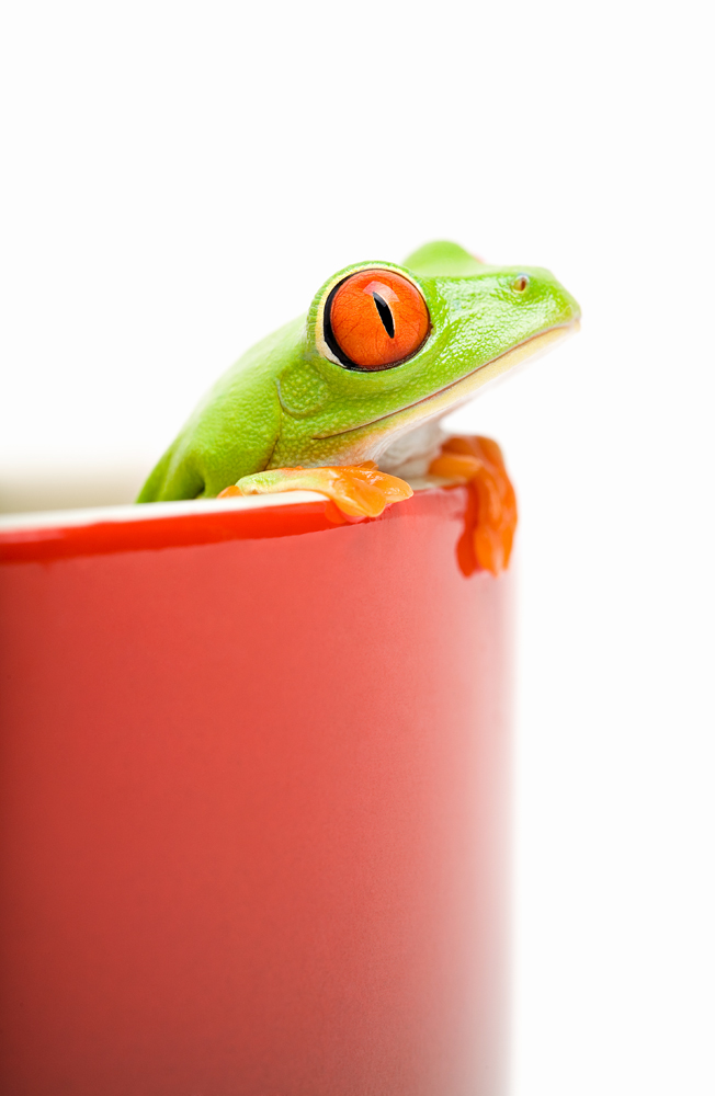 frog looking out of cooking pot from Sascha Burkard