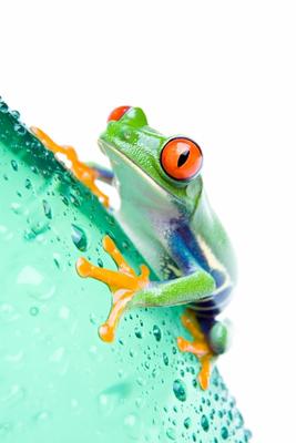 frog on water bottle isolated from Sascha Burkard