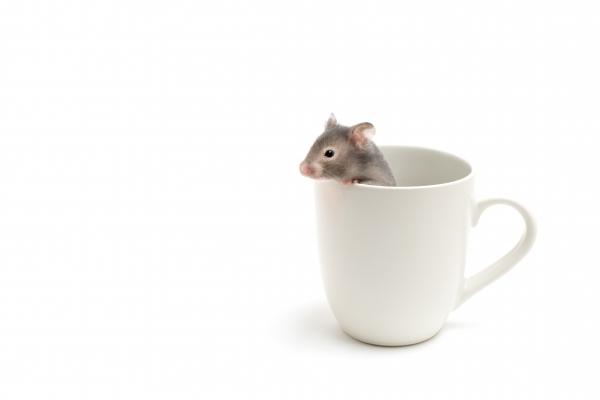hamster in coffee cup on white from Sascha Burkard