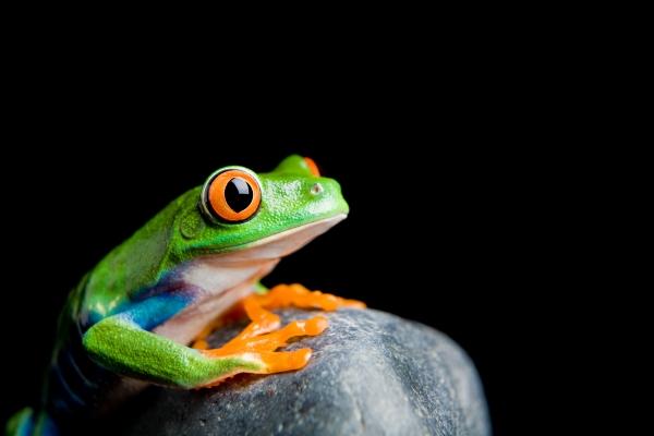 red-eyed tree frog on a rock isolated from Sascha Burkard