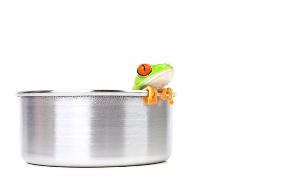 frog on cooking pot