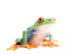 frog on white