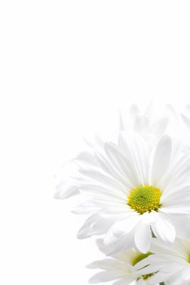 white daisies highkey from Sascha Burkard