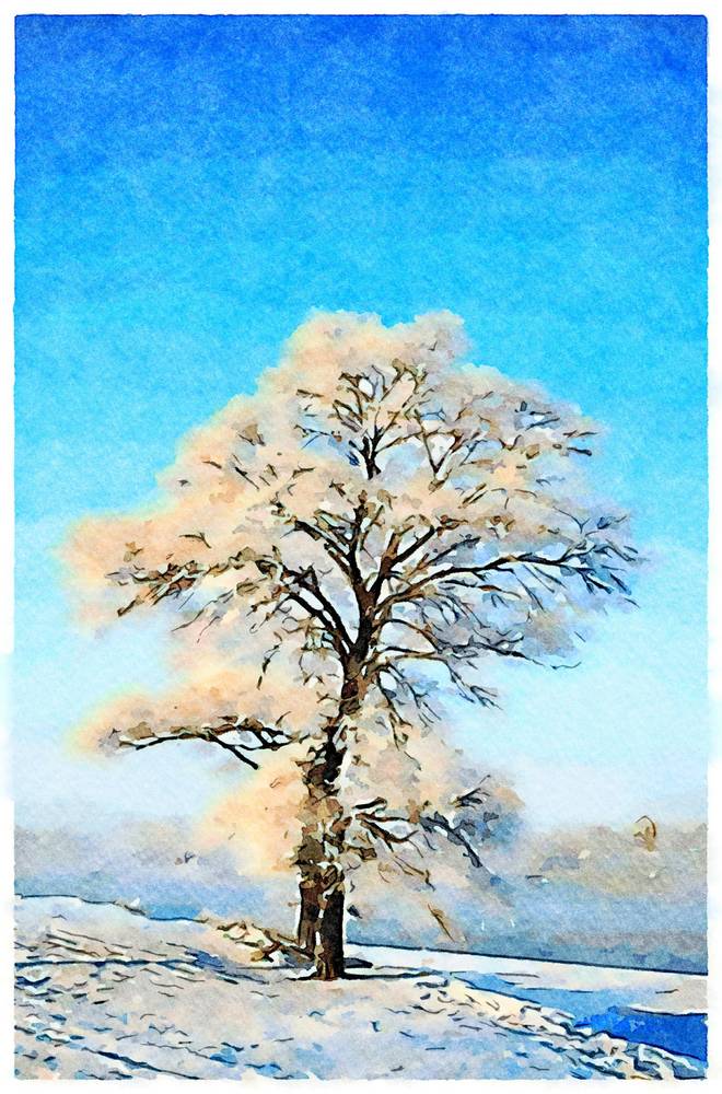 Baum im Schnee from Saskia Ben Jemaa