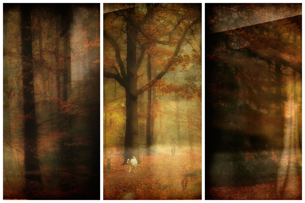 Forest impression from Saskia Dingemans