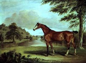 Bay Hunter in a Wooded Landscape with River