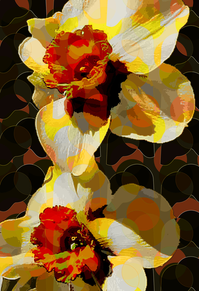 Daffodil from Scott J. Davis