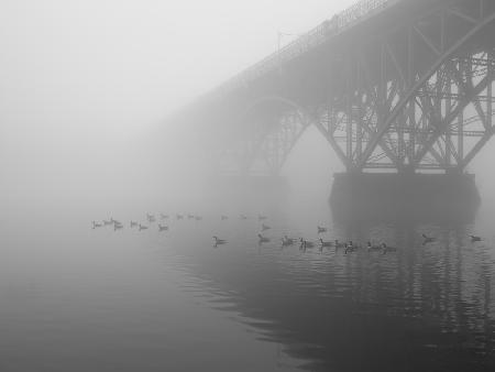 geese at strawberry mansion bridge
