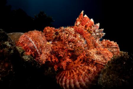 Scorpion fish