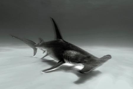 Great hammerhead