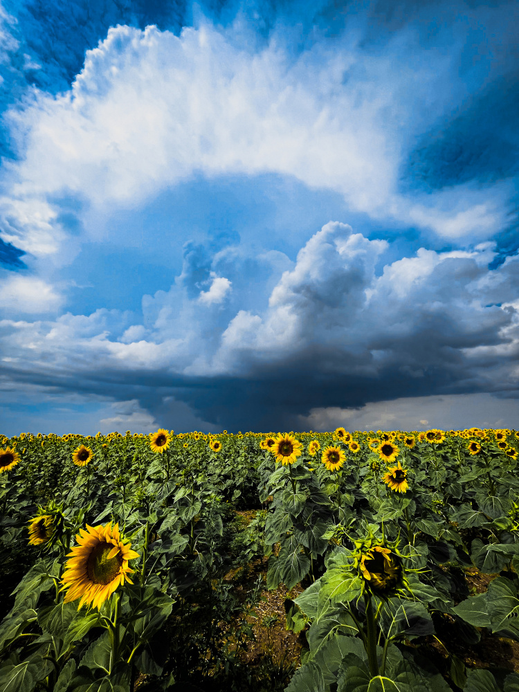 Sunflower storm from Sergey Trush
