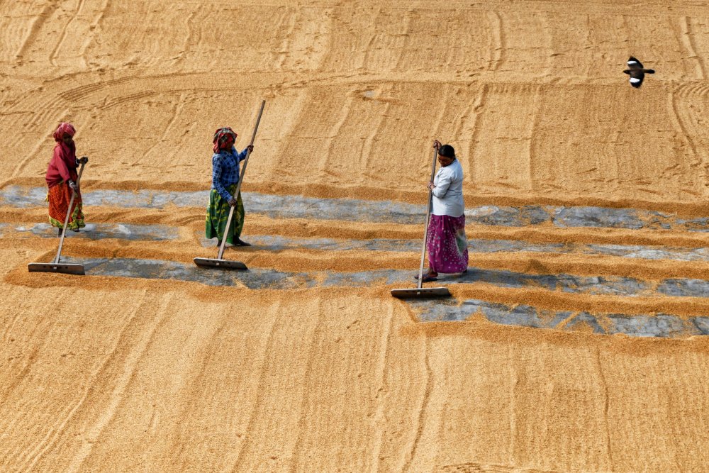 Paddy drying by women from Shaibal Nandi