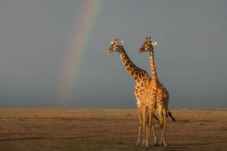 A pair of Giraffes under the rainbow