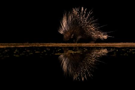 Crested Porcupine and its reflection