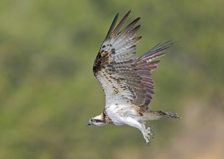 Osprey in hunting