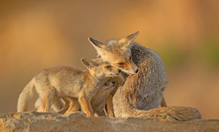 Foxes, Motherhood.